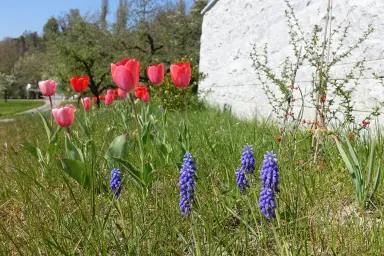 Ferienwohnung Süßenmühle Obstwiese - direkt am Bodensee